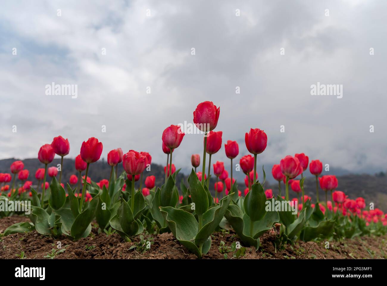 Les fleurs de tulipes sont vues en fleur à l'intérieur du jardin des tulipes lors d'une journée ensoleillée de printemps. Le jardin Indira Gandhi Memorial Tulip Garden, anciennement Siraj Bagh, possède environ 16 tulipes lakhes dans plus de 68 variétés, qui sont la principale attraction du jardin au printemps au Cachemire, qui marque le début de la haute saison touristique. Des milliers de personnes affluent vers les alcôves d'amandiers et les jardins de tulipes en pleine floraison du Cachemire, qui sont décrits comme thérapeutiques pour la psyché rouge par certains professionnels de la santé mentale locaux. (Photo par Idrees Abbas/SOPA Images/Sipa USA) Banque D'Images