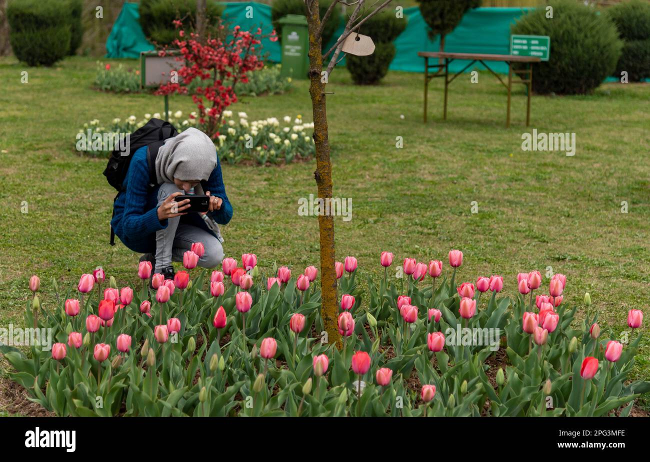 Une femme est vue photographier Tulips avec son téléphone portable dans le jardin des tulipes. Le jardin Indira Gandhi Memorial Tulip Garden, anciennement Siraj Bagh, possède environ 16 tulipes lakhes dans plus de 68 variétés, qui sont la principale attraction du jardin au printemps au Cachemire, qui marque le début de la haute saison touristique. Des milliers de personnes affluent vers les alcôves d'amandiers et les jardins de tulipes en pleine floraison du Cachemire, qui sont décrits comme thérapeutiques pour la psyché rouge par certains professionnels de la santé mentale locaux. (Photo par Idrees Abbas/SOPA Images/Sipa USA) Banque D'Images