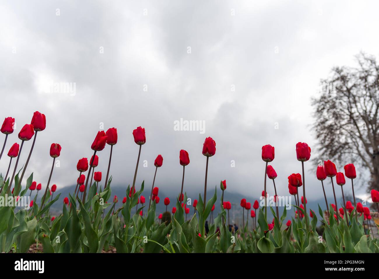 Les tulipes en fleurs sont photographiés à l'intérieur du jardin des tulipes lors d'une journée ensoleillée de printemps. Le jardin Indira Gandhi Memorial Tulip Garden, anciennement Siraj Bagh, possède environ 16 tulipes lakhes dans plus de 68 variétés, qui sont la principale attraction du jardin au printemps au Cachemire, qui marque le début de la haute saison touristique. Des milliers de personnes affluent vers les alcôves d'amandiers et les jardins de tulipes en pleine floraison du Cachemire, qui sont décrits comme thérapeutiques pour la psyché rouge par certains professionnels de la santé mentale locaux. (Photo par Idrees Abbas/SOPA Images/Sipa USA) Banque D'Images