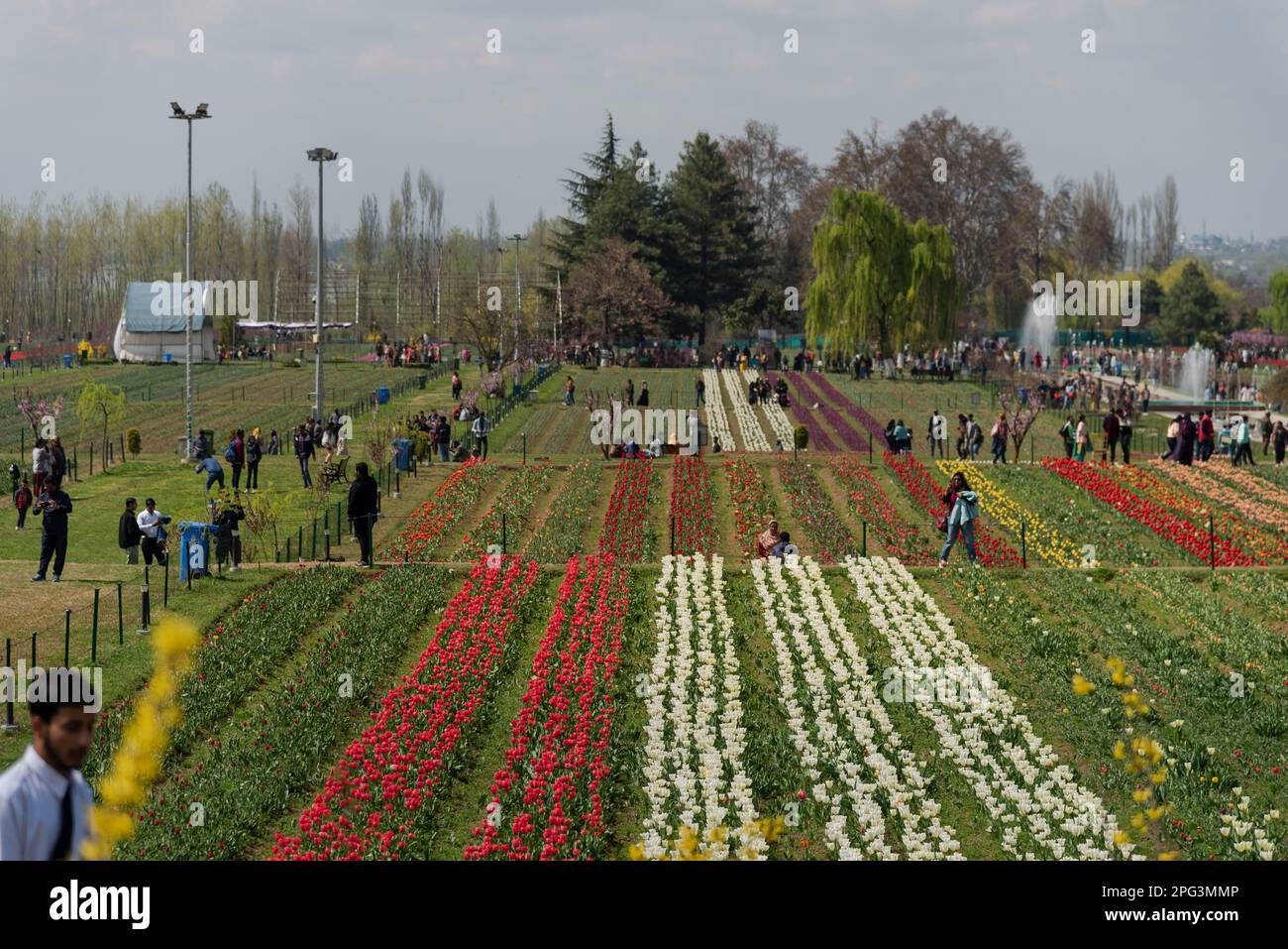 Vue générale sur les tulipes en fleur à l'intérieur du jardin des tulipes lors d'une journée de printemps ensoleillée. Le jardin Indira Gandhi Memorial Tulip Garden, anciennement Siraj Bagh, possède environ 16 tulipes lakhes dans plus de 68 variétés, qui sont la principale attraction du jardin au printemps au Cachemire, qui marque le début de la haute saison touristique. Des milliers de personnes affluent vers les alcôves d'amandiers et les jardins de tulipes en pleine floraison du Cachemire, qui sont décrits comme thérapeutiques pour la psyché rouge par certains professionnels de la santé mentale locaux. (Photo par Idrees Abbas/SOPA Images/Sipa USA) Banque D'Images