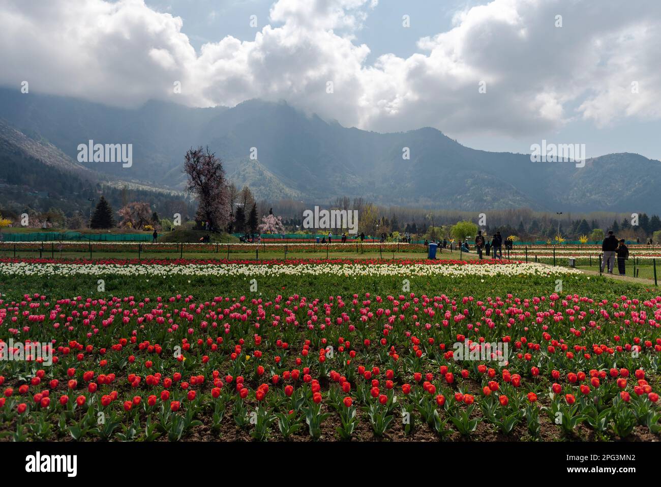 Vue générale sur les tulipes en fleur à l'intérieur du jardin des tulipes lors d'une journée de printemps ensoleillée. Le jardin Indira Gandhi Memorial Tulip Garden, anciennement Siraj Bagh, possède environ 16 tulipes lakhes dans plus de 68 variétés, qui sont la principale attraction du jardin au printemps au Cachemire, qui marque le début de la haute saison touristique. Des milliers de personnes affluent vers les alcôves d'amandiers et les jardins de tulipes en pleine floraison du Cachemire, qui sont décrits comme thérapeutiques pour la psyché rouge par certains professionnels de la santé mentale locaux. (Photo par Idrees Abbas/SOPA Images/Sipa USA) Banque D'Images