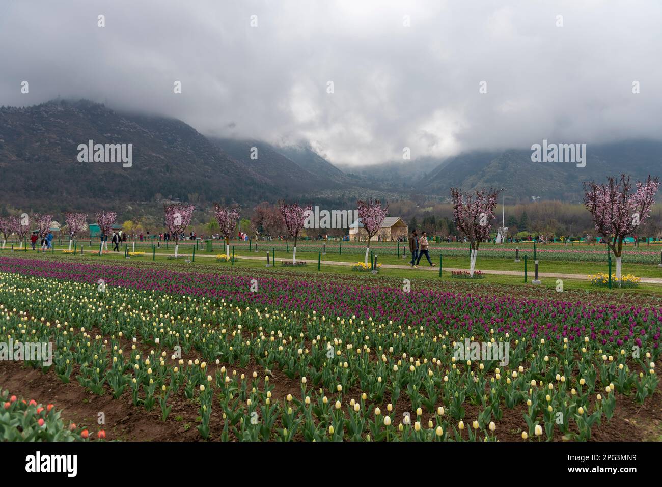 Vue sur les tulipes en pleine floraison dans le jardin des tulipes par une journée ensoleillée. Le jardin Indira Gandhi Memorial Tulip Garden, anciennement Siraj Bagh, possède environ 16 tulipes lakhes dans plus de 68 variétés, qui sont la principale attraction du jardin au printemps au Cachemire, qui marque le début de la haute saison touristique. Des milliers de personnes affluent vers les alcôves d'amandiers et les jardins de tulipes en pleine floraison du Cachemire, qui sont décrits comme thérapeutiques pour la psyché rouge par certains professionnels de la santé mentale locaux. (Photo par Idrees Abbas/SOPA Images/Sipa USA) Banque D'Images