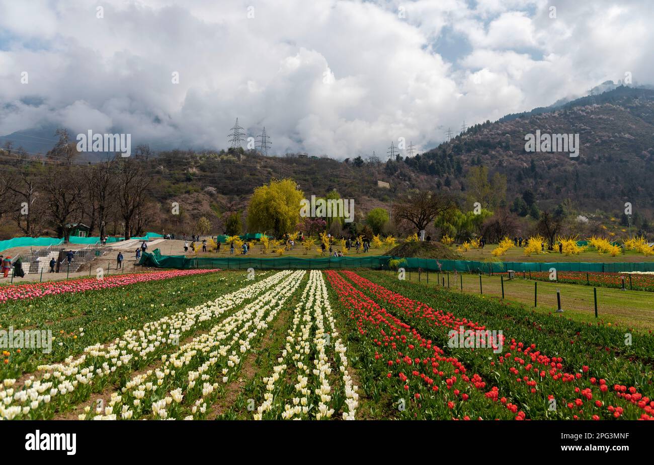 Vue générale sur les tulipes en fleur à l'intérieur du jardin des tulipes lors d'une journée de printemps ensoleillée. Le jardin Indira Gandhi Memorial Tulip Garden, anciennement Siraj Bagh, possède environ 16 tulipes lakhes dans plus de 68 variétés, qui sont la principale attraction du jardin au printemps au Cachemire, qui marque le début de la haute saison touristique. Des milliers de personnes affluent vers les alcôves d'amandiers et les jardins de tulipes en pleine floraison du Cachemire, qui sont décrits comme thérapeutiques pour la psyché rouge par certains professionnels de la santé mentale locaux. (Photo par Idrees Abbas/SOPA Images/Sipa USA) Banque D'Images