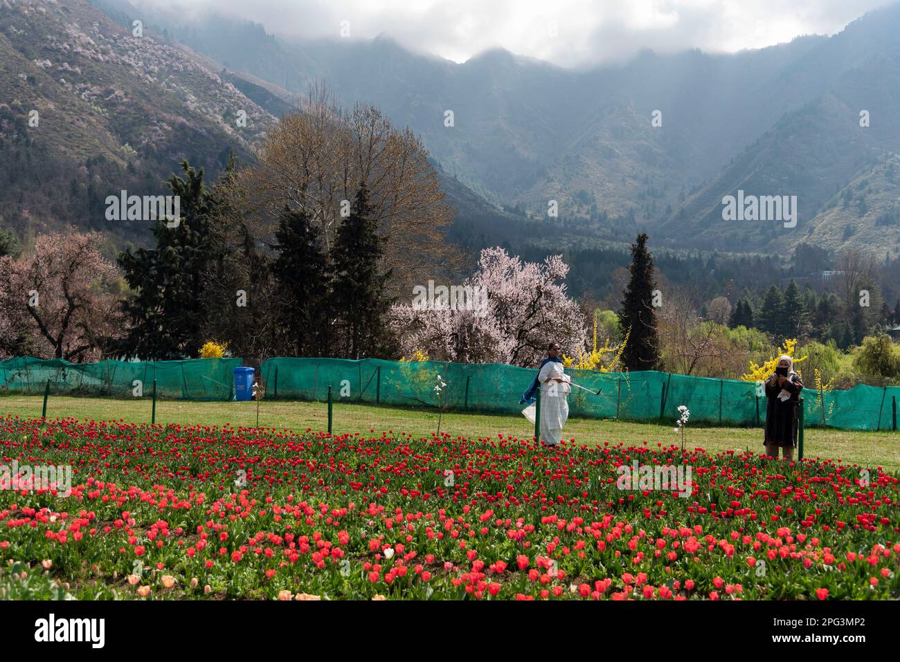 Les touristes se promènent devant les tulipes fleuris pendant une journée ensoleillée dans le jardin des tulipes. Le jardin Indira Gandhi Memorial Tulip Garden, anciennement Siraj Bagh, possède environ 16 tulipes lakhes dans plus de 68 variétés, qui sont la principale attraction du jardin au printemps au Cachemire, qui marque le début de la haute saison touristique. Des milliers de personnes affluent vers les alcôves d'amandiers et les jardins de tulipes en pleine floraison du Cachemire, qui sont décrits comme thérapeutiques pour la psyché rouge par certains professionnels de la santé mentale locaux. (Photo par Idrees Abbas/SOPA Images/Sipa USA) Banque D'Images
