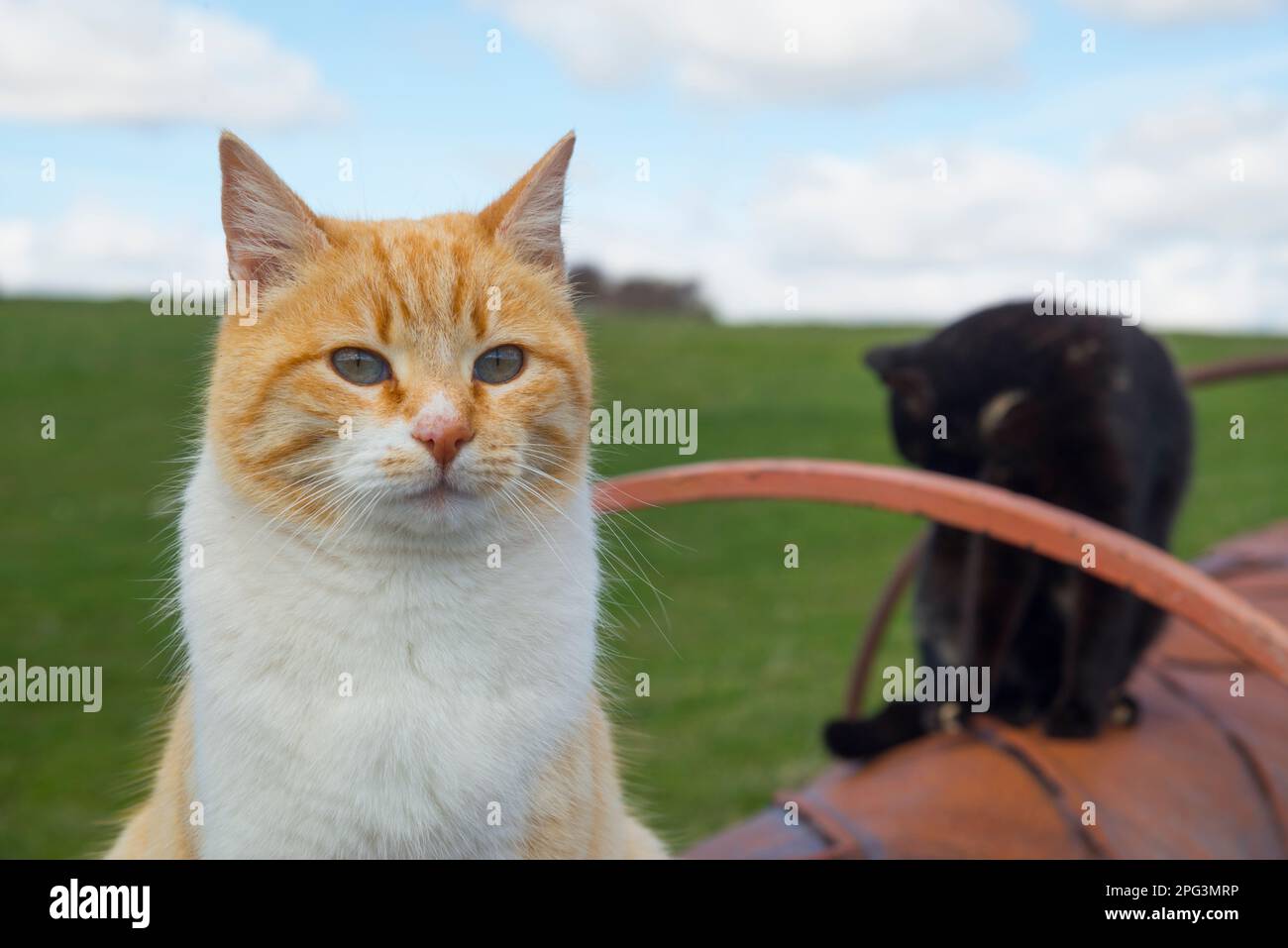 Tabby et blanc. Voir de très près. Banque D'Images