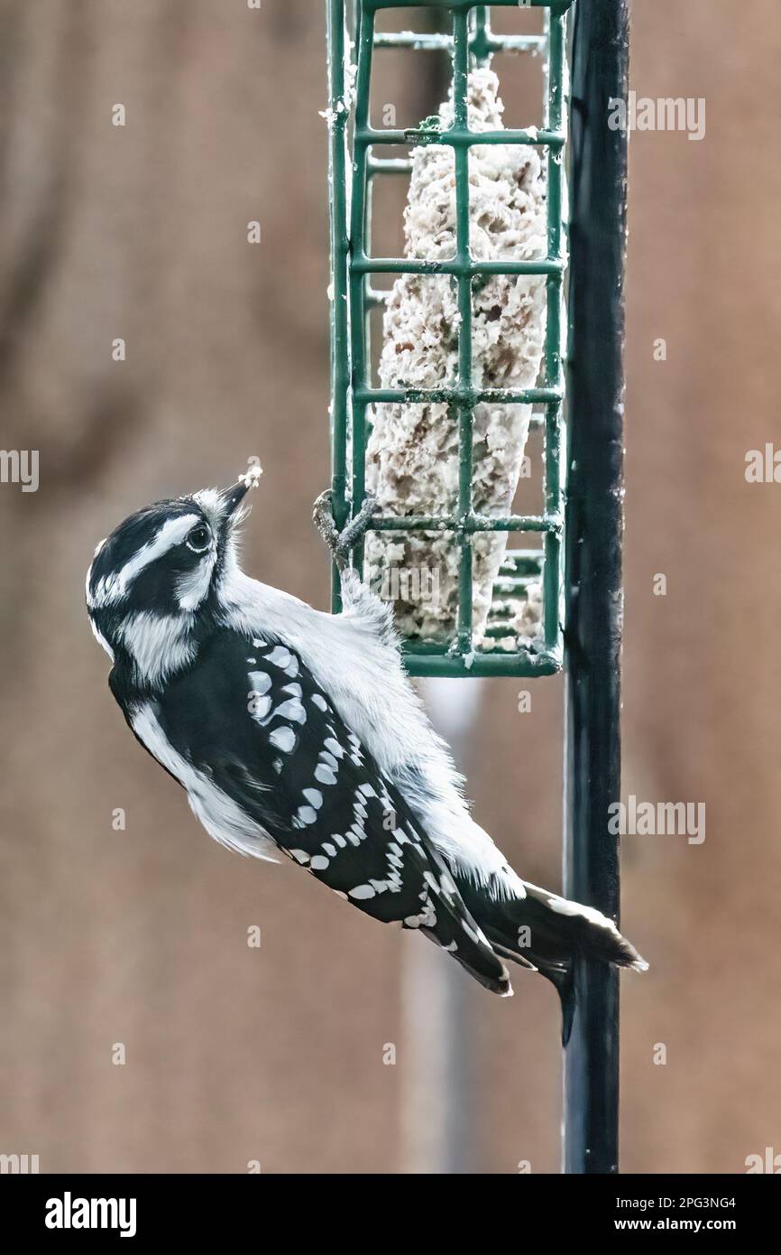 Petite femelle mignonne de bois de pacane perchée sur une mangeoire à suet en train de manger un jour d'automne à Taylors Falls, Minnesota, États-Unis. Banque D'Images