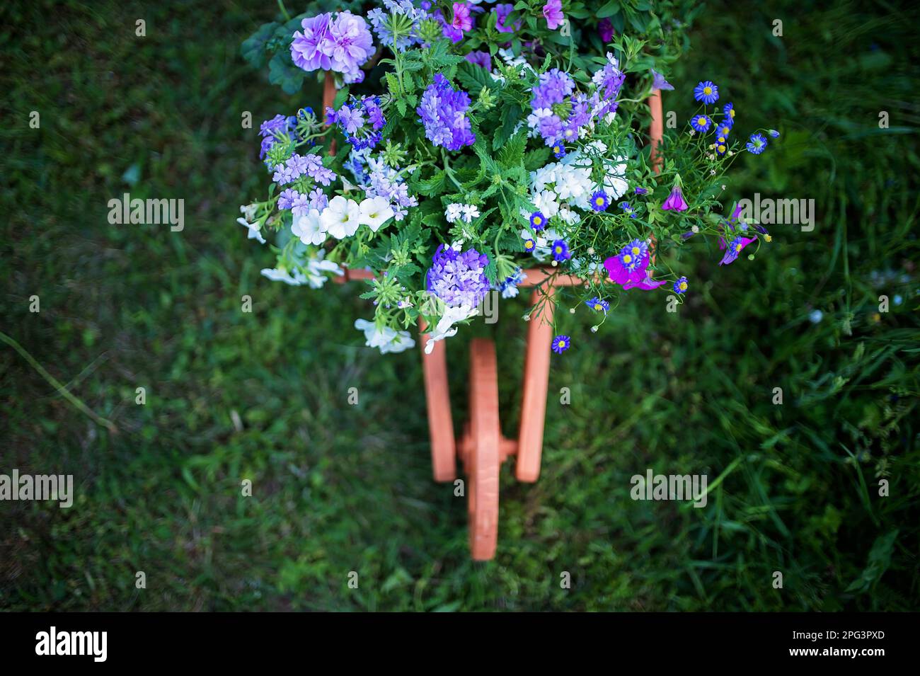 Vue en grand angle d'une brouette en bois pleine de fleurs. Banque D'Images