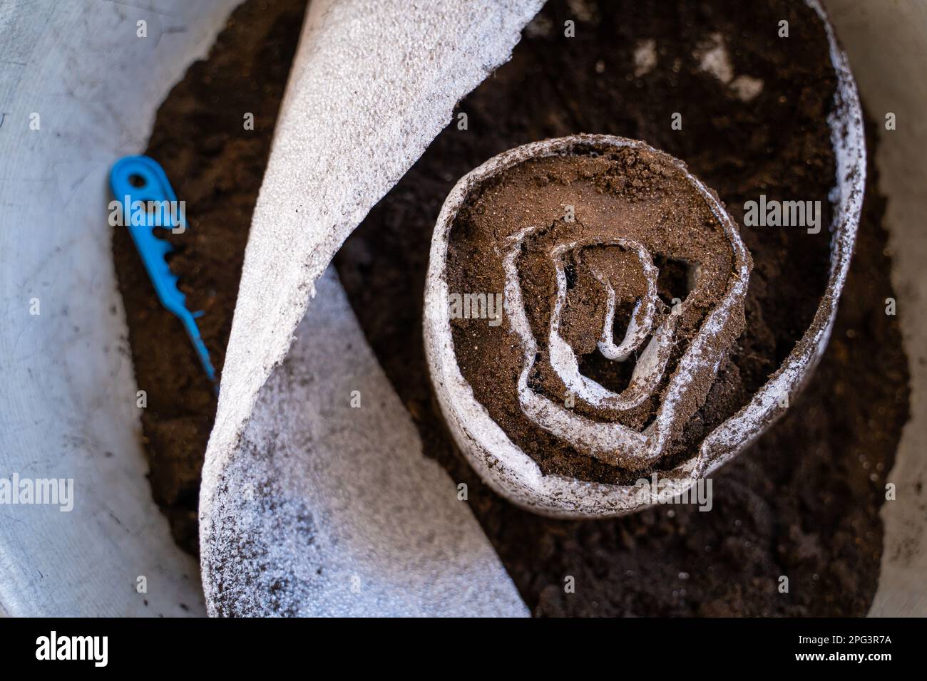 Préparation de semis dans un rouleau de polyéthylène mousse. Le sol contenant des semences de plantes est emballé dans un rouleau pour la germination des semis au printemps. Méthode d'enregistrement Banque D'Images
