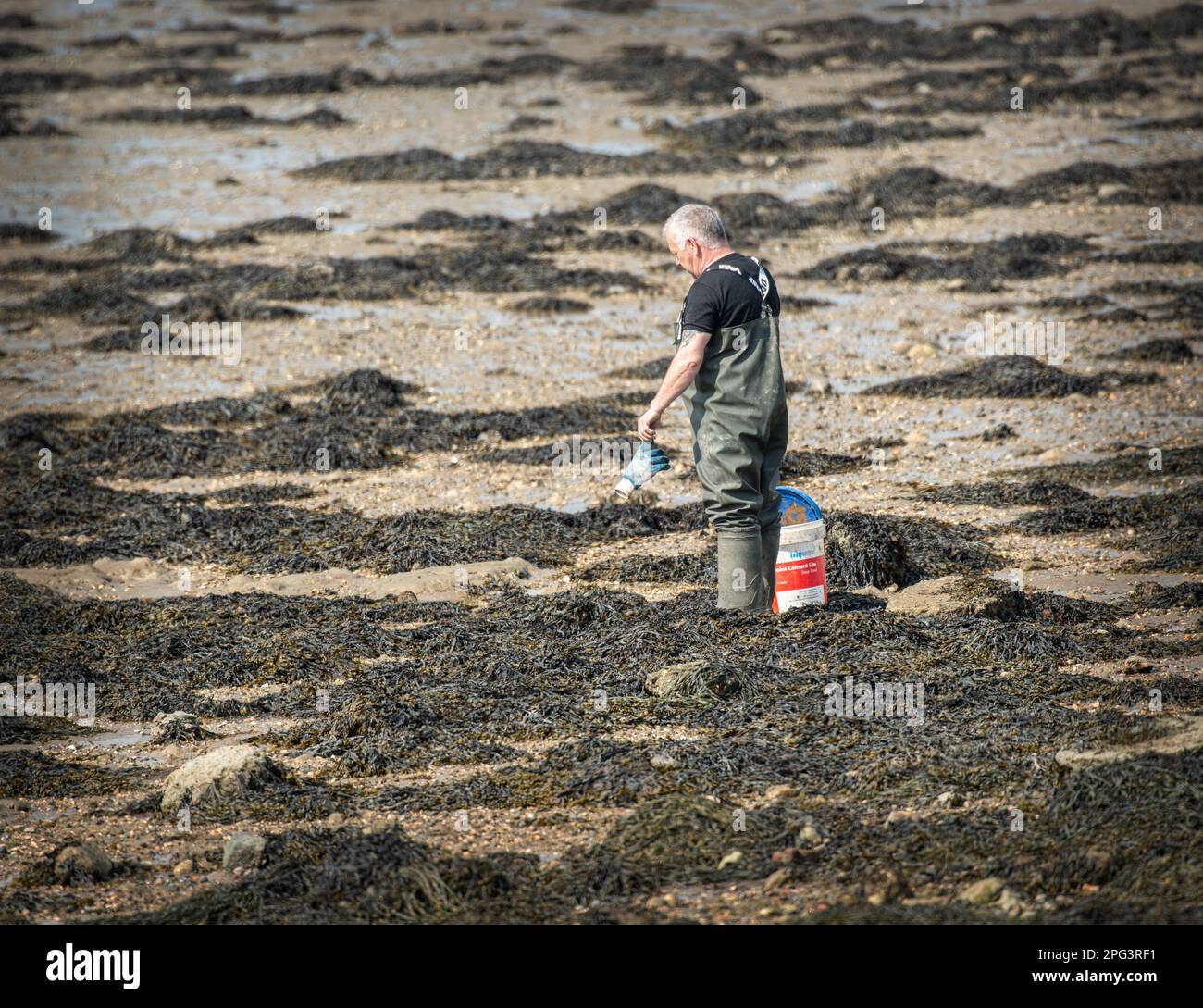 Homme en bord de mer à proximité des lits d'huîtres désaffectés dans le port de Langstone, Hampshire, Royaume-Uni Banque D'Images