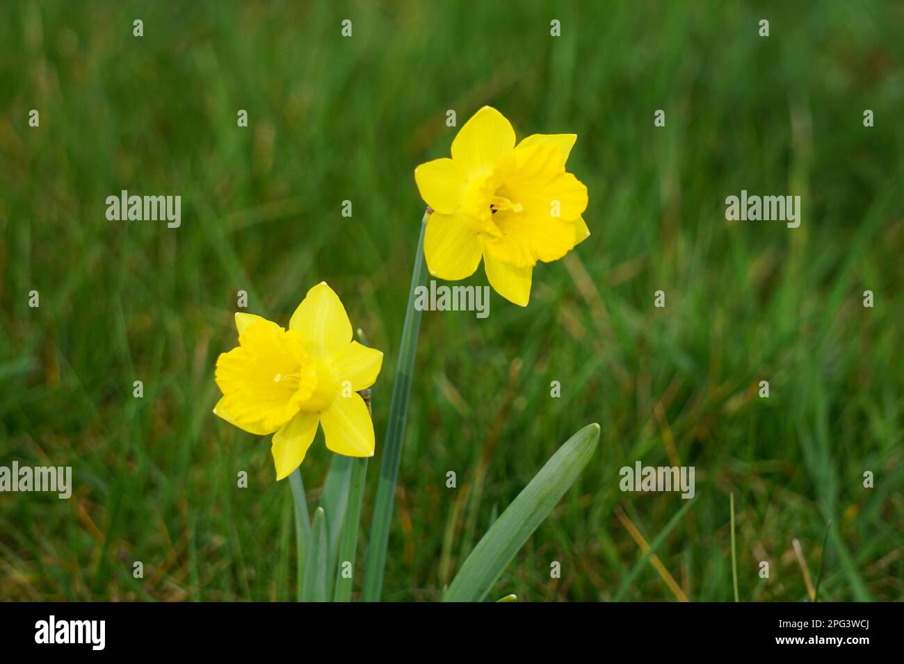 Un gros plan d'une jonquille jaune vibrante avec un fond d'herbe verte luxuriante Banque D'Images Un gros plan d'une jonquille jaune vibrante avec un fond d'herbe verte luxuriante Banque D'Images
