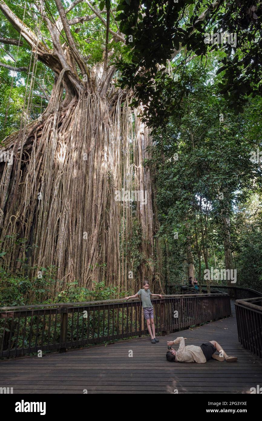 Un touriste prenant une photo au Curtain Fig Tree, Yungaburra, Atherton Tablelands, Queensland, Australie Banque D'Images Un touriste prenant une photo au Curtain Fig Tree, Yungaburra, Atherton Tablelands, Queensland, Australie Banque D'Images