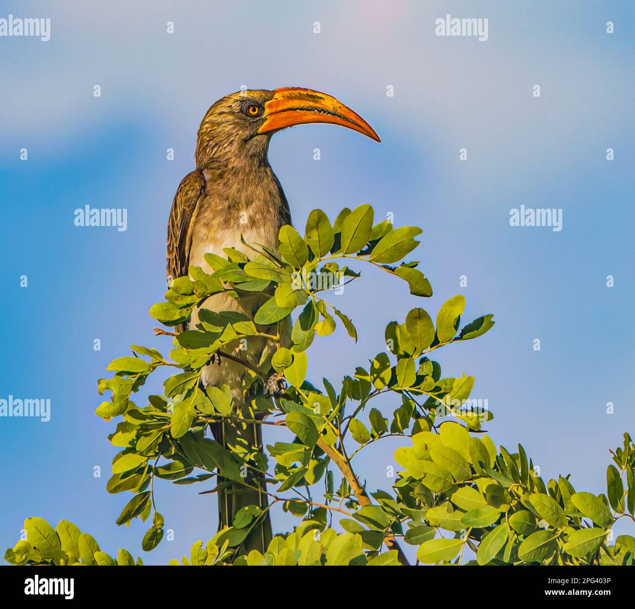 Hornbill de Bradfield Banque D'Images