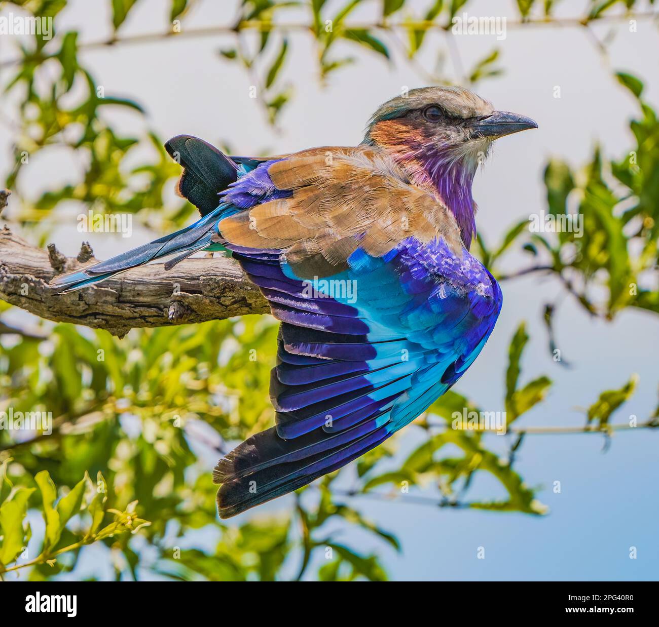 Lilac-breasted Roller Banque D'Images