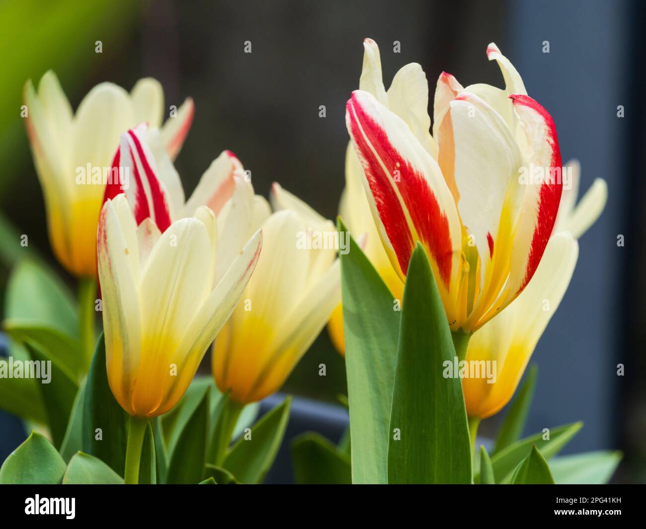 Fleurs blanches, rouges et jaunes de tulipe naine florissante du printemps, Tulipa kaufmanniana 'Heart's Delight' Banque D'Images