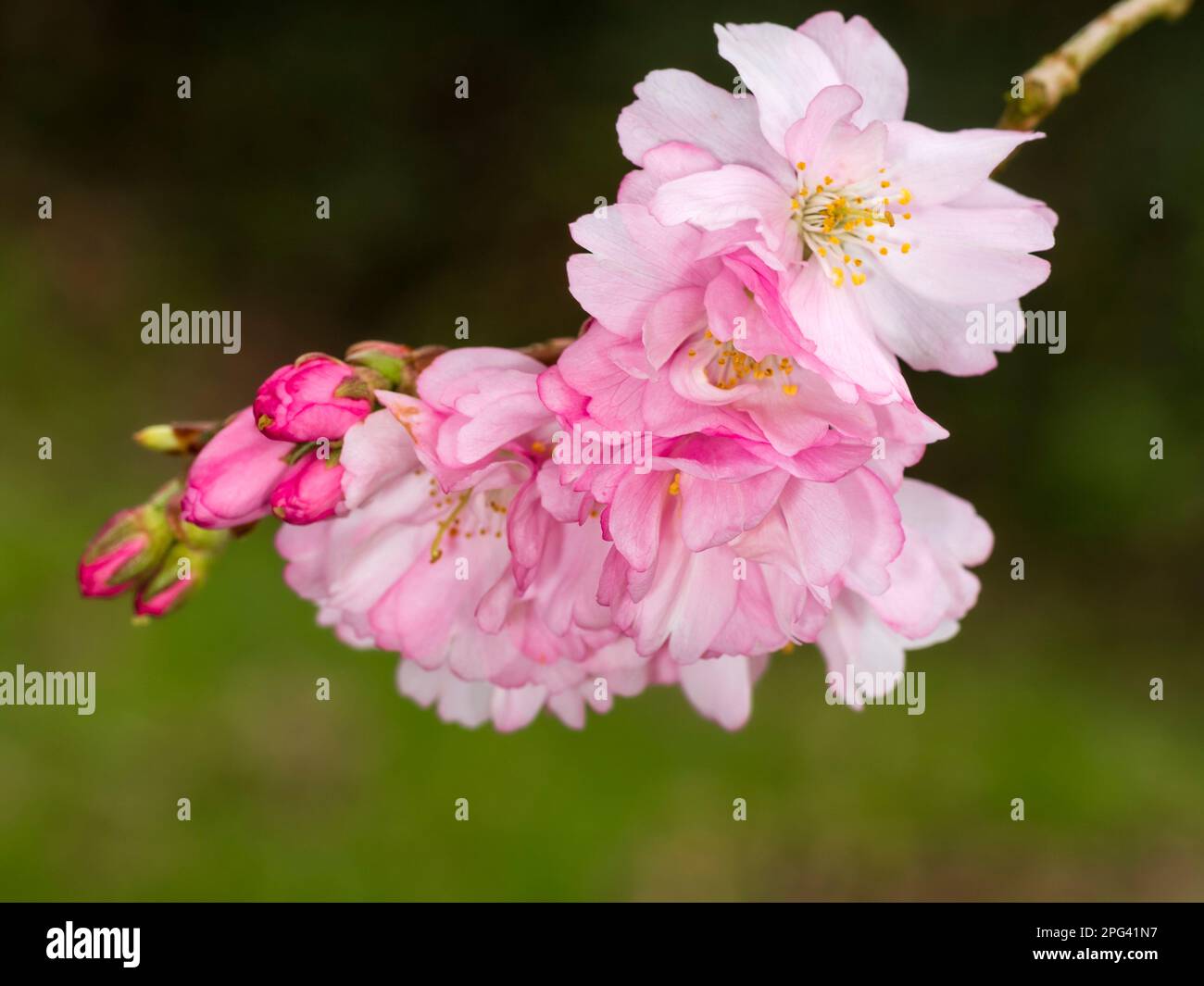 Rose, fleur semi-double de cerisier à fleurs au début du printemps, Prunus 'accolade' Banque D'Images
