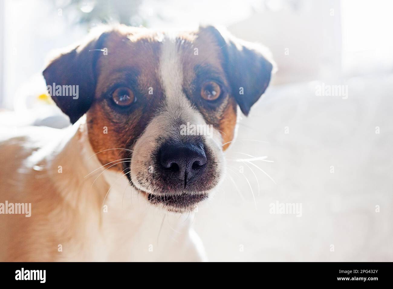 mignon museau jack russell terrier à l'avant regarde directement contre le soleil, à l'horizontale Banque D'Images