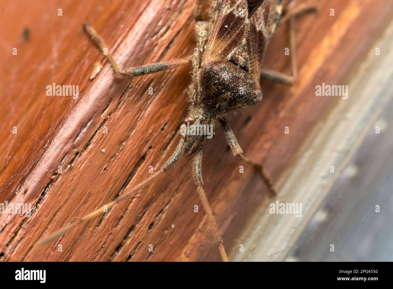 Insecte de semence de conifères de l'Ouest (Leptoglossus occidentalis) sur un bois souterrain, macro-shot, photographie d'insectes, extérieur, nature, faune, biodiversité Banque D'Images
