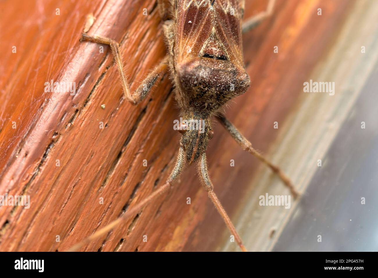 Insecte de semence de conifères de l'Ouest (Leptoglossus occidentalis) sur un bois souterrain, macro-shot, photographie d'insectes, extérieur, nature, faune, biodiversité Banque D'Images
