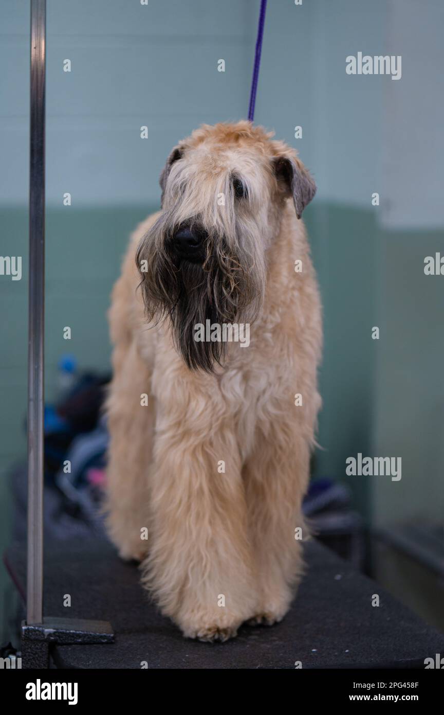 Chiens de terrier à revêtement doux Wheaten au Celtic Dog Show, York PA Banque D'Images