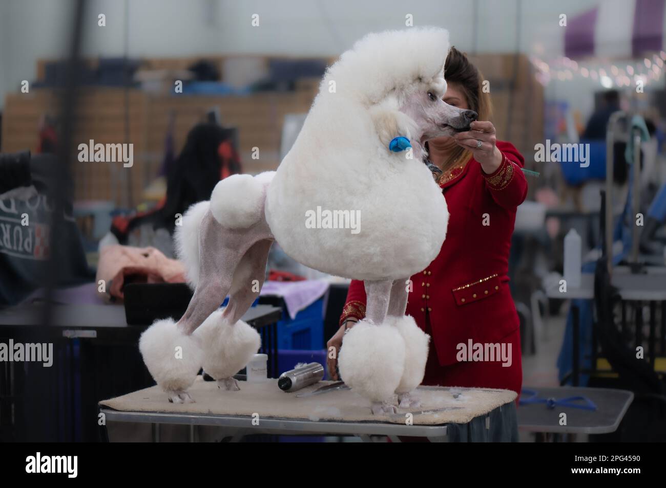 Poodle au Celtic Dog Show York PA Banque D'Images