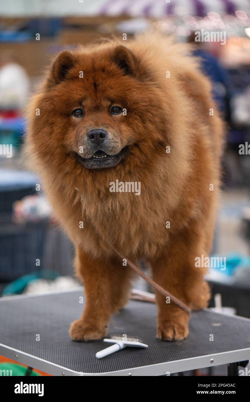Chow Chow au Celtic Dog Show, York, Pennsylvanie Banque D'Images