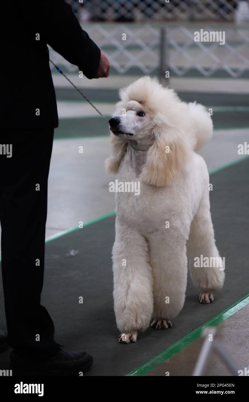 Standard Poodle au Celtic Dog Show York PA Banque D'Images