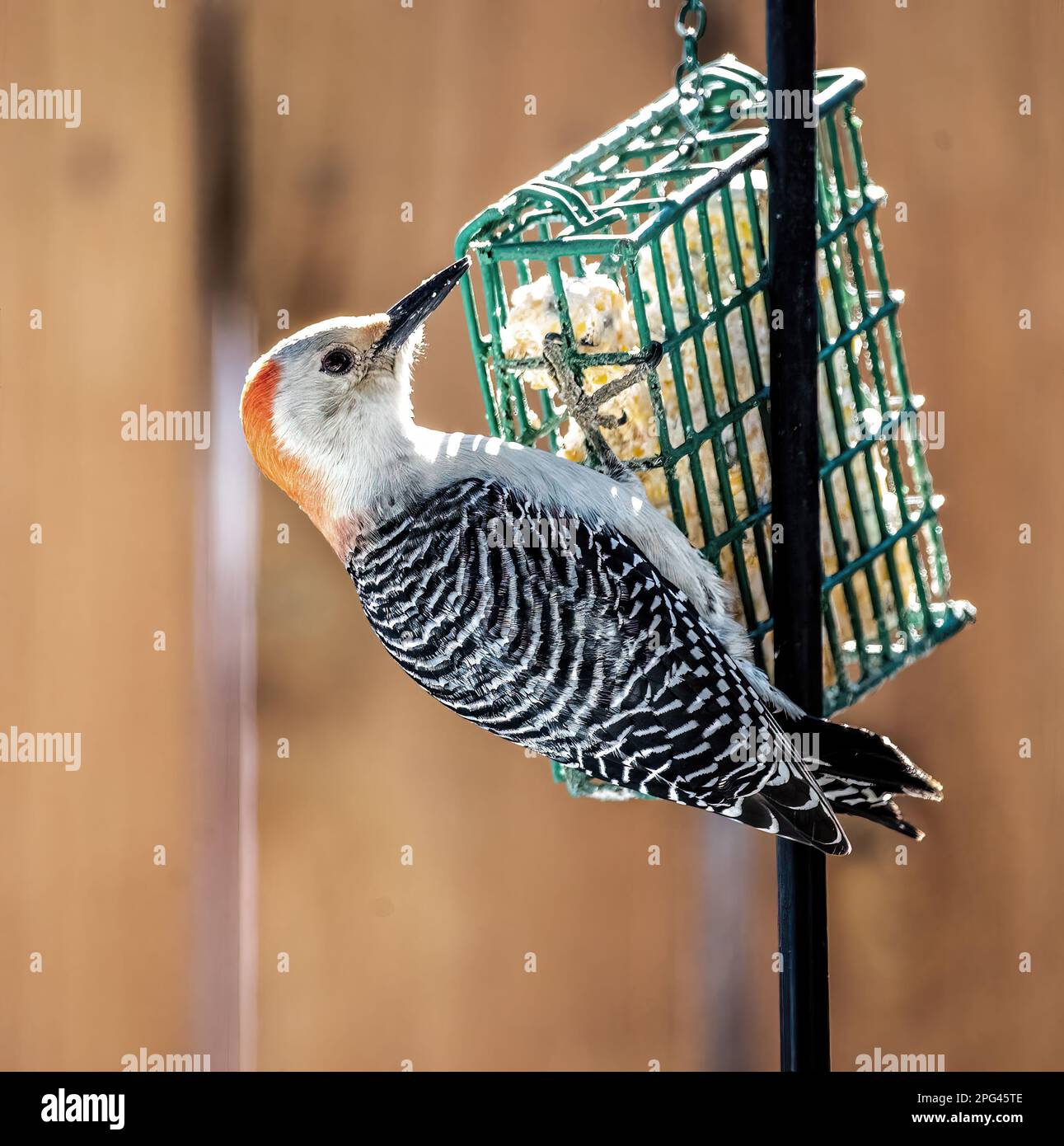 Pic à ventre rouge mangeant à partir d'une mangeoire à suet d'arrière-cour le jour d'hiver à Taylors Falls, Minnesota, États-Unis. Banque D'Images