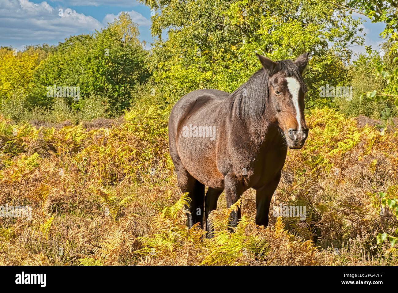 Exmore Pony, Equus ferus caballus, dans la forêt Banque D'Images