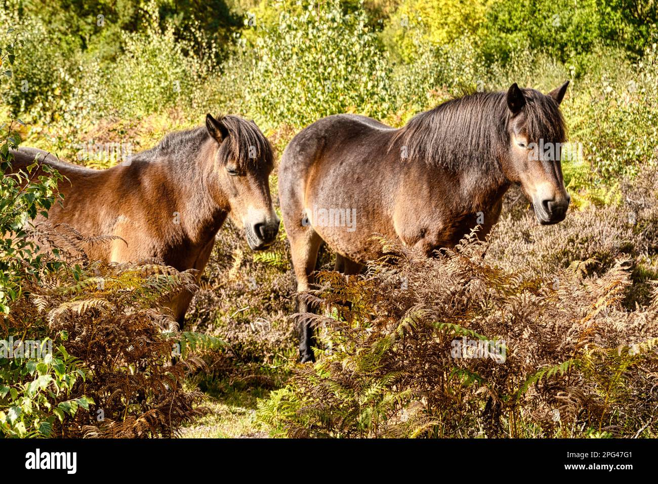 Exmore Ponies, Equus ferus caballus, dans la forêt Banque D'Images