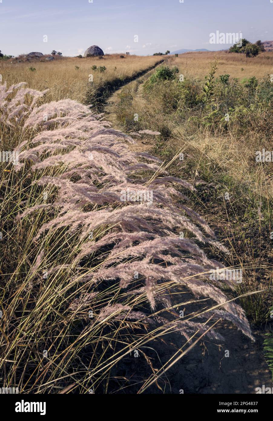 Une grande herbe est suspendue sur une piste sur les hauts plateaux du Noika Olateau, dans le nord du Malawi. Banque D'Images