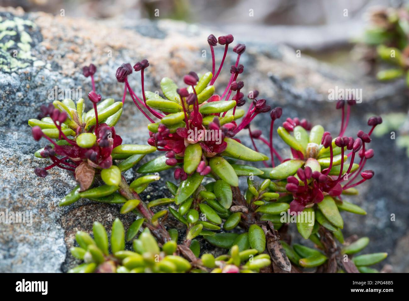 Zwittrige Krähenbeere, Krähen-Beere, Blüten, blüend, Empetrum hermaphroditum, Empetrum nigrum subsp. Hermaphrodite, Crowberry, CR noir Banque D'Images