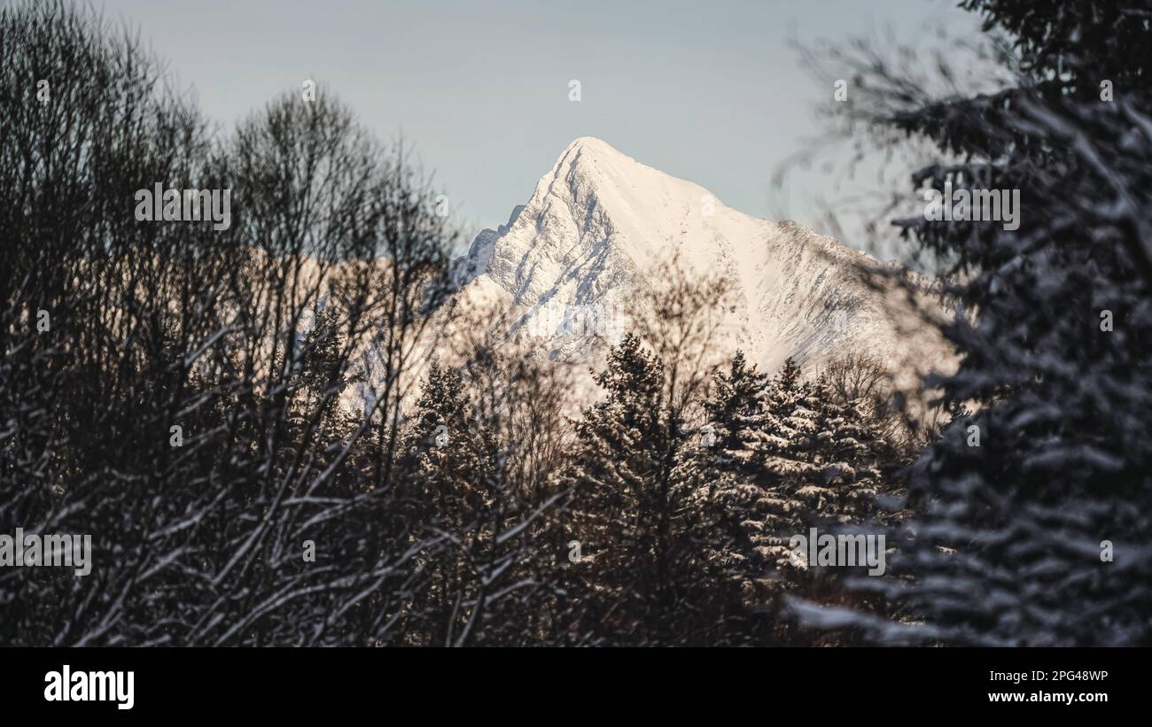 Pic du Mont Krivan - symbole slovaque - recouvert de neige le jour ensoleillé, branches d'arbre floues au premier plan Banque D'Images