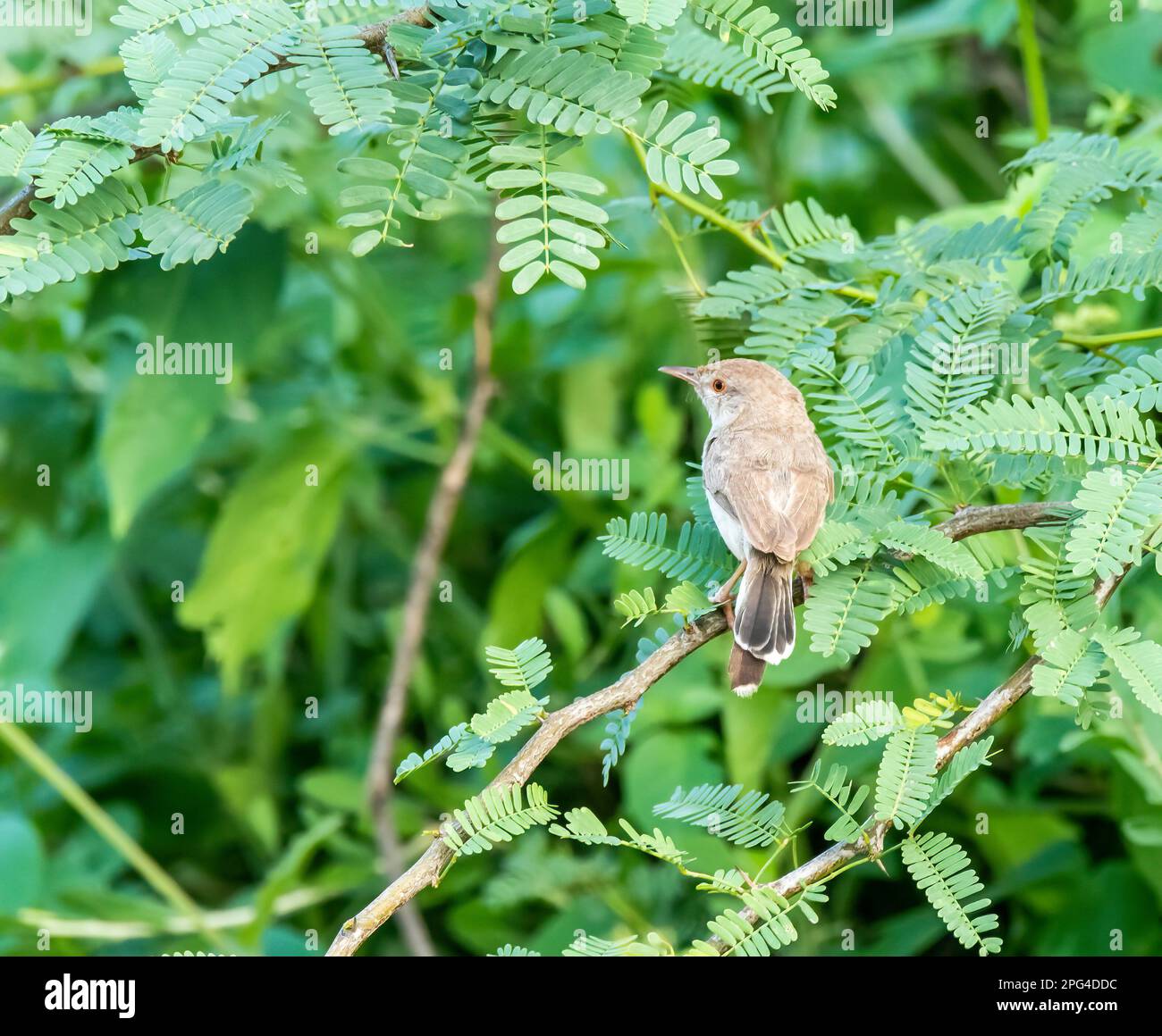 Un oiseau tailleur perché sur une petite branche à la périphérie de Bhuj, Gujarat dans une région connue sous le nom de Grand rann de kutch Banque D'Images