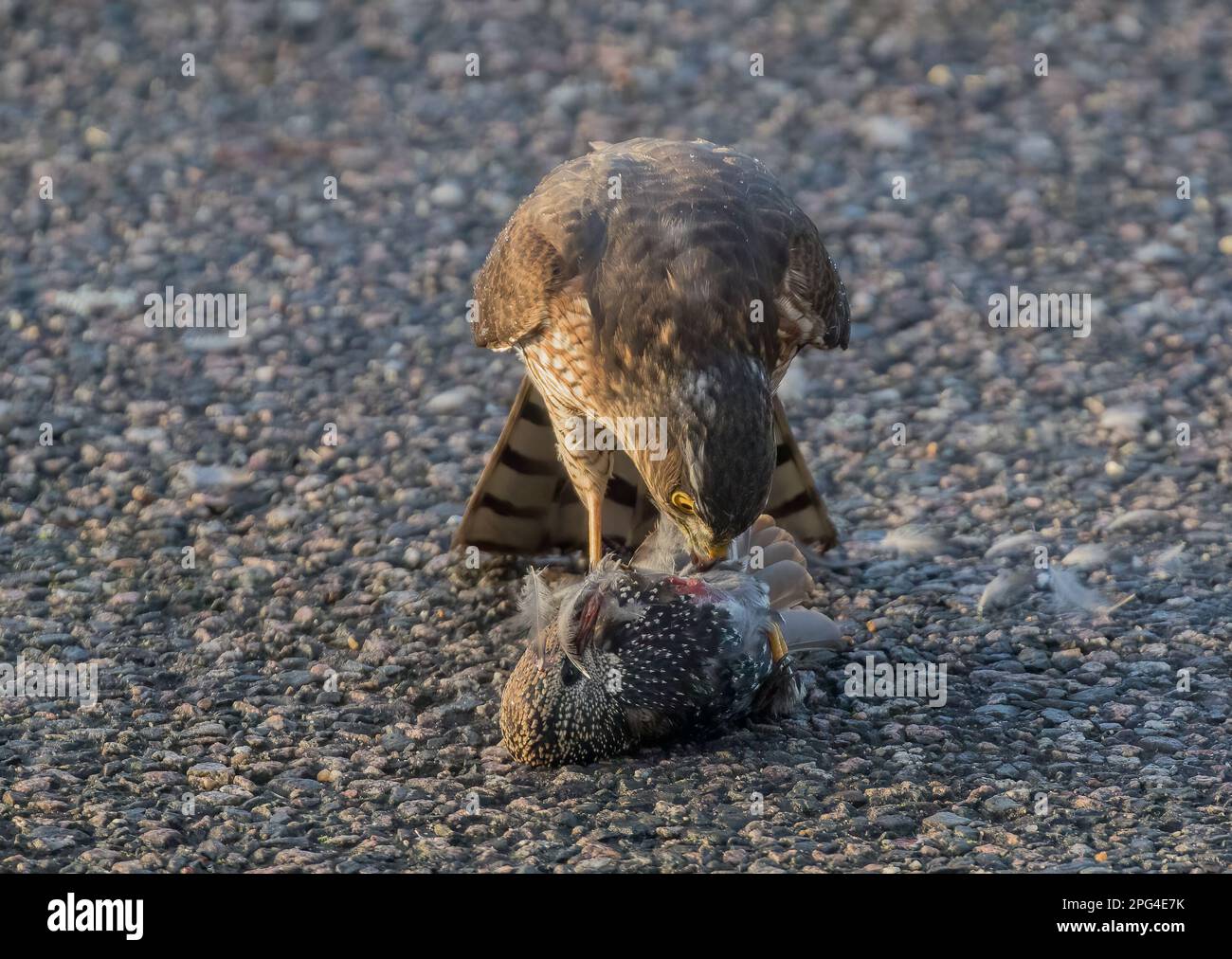 Un Sparrowhawk ( Accipiter nisus) tuant, piller et mangeant un malheureux starling (Sturnus vulgaris) comme il devient un repas. Suffolk, Royaume-Uni Banque D'Images