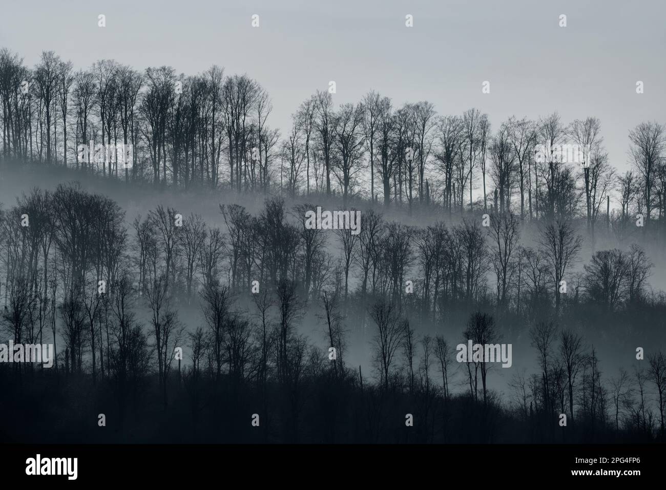 Paysage modifié numériquement avec des arbres, Wesertal, Weserbergland; Allemagne Banque D'Images
