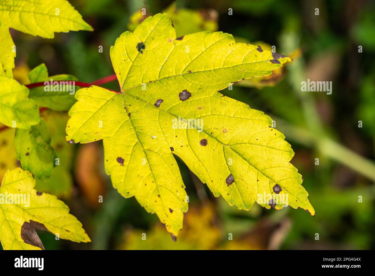 Arrière-plan feuille d'érable Acer qui a des feuilles jaunes dans la couleur dorée automne en novembre, photo de stock image Banque D'Images