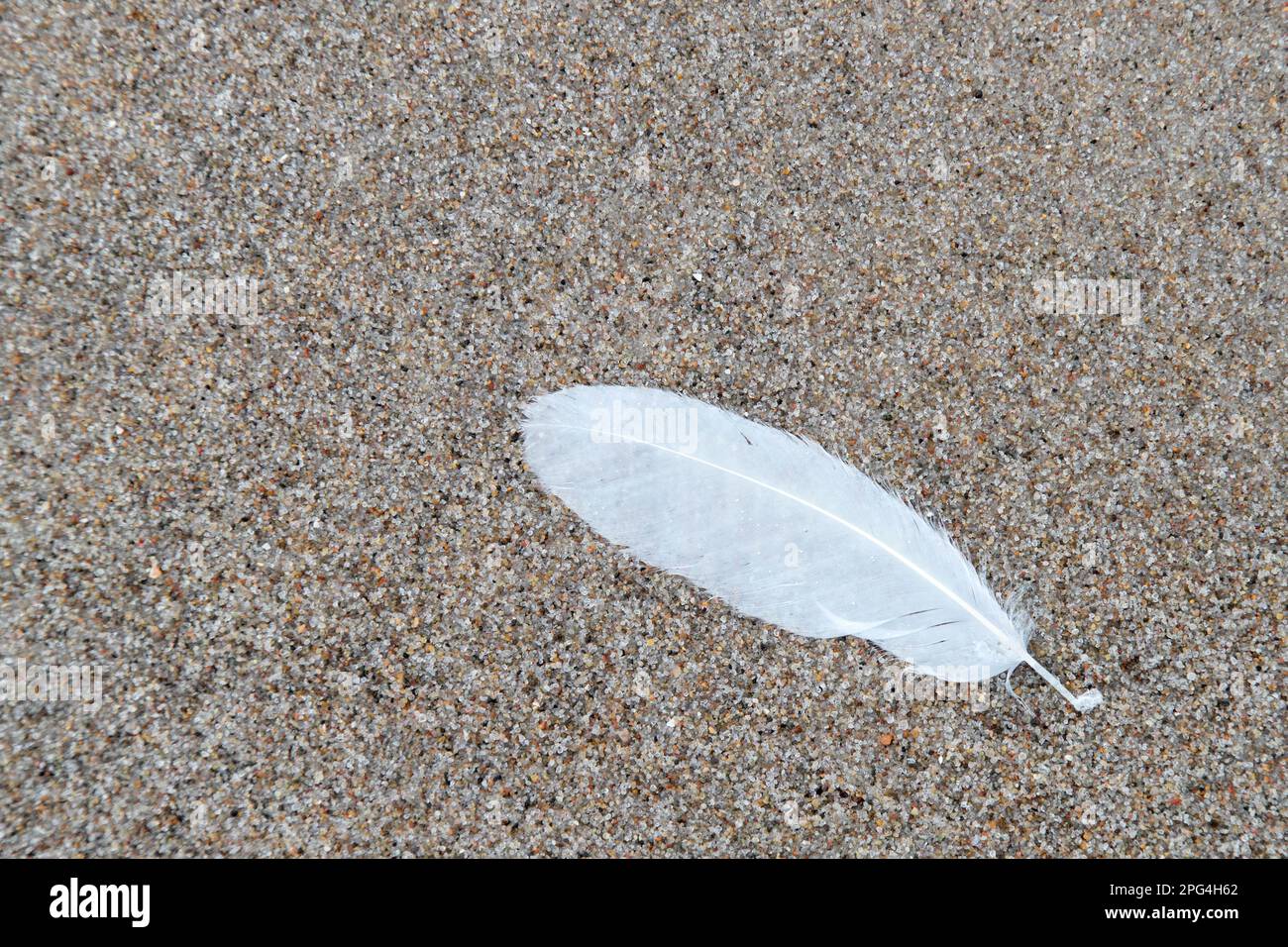 Gros plan d'une seule plume d'oiseau blanc, perdue dans le sable sur la plage de sable le long de la côte de la mer du Nord Banque D'Images