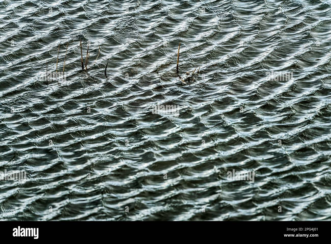 Herbe inondée, vagues sur la rivière Weser avec des réflexes solaires, Wesertal, Weserbergland; Allemagne Banque D'Images