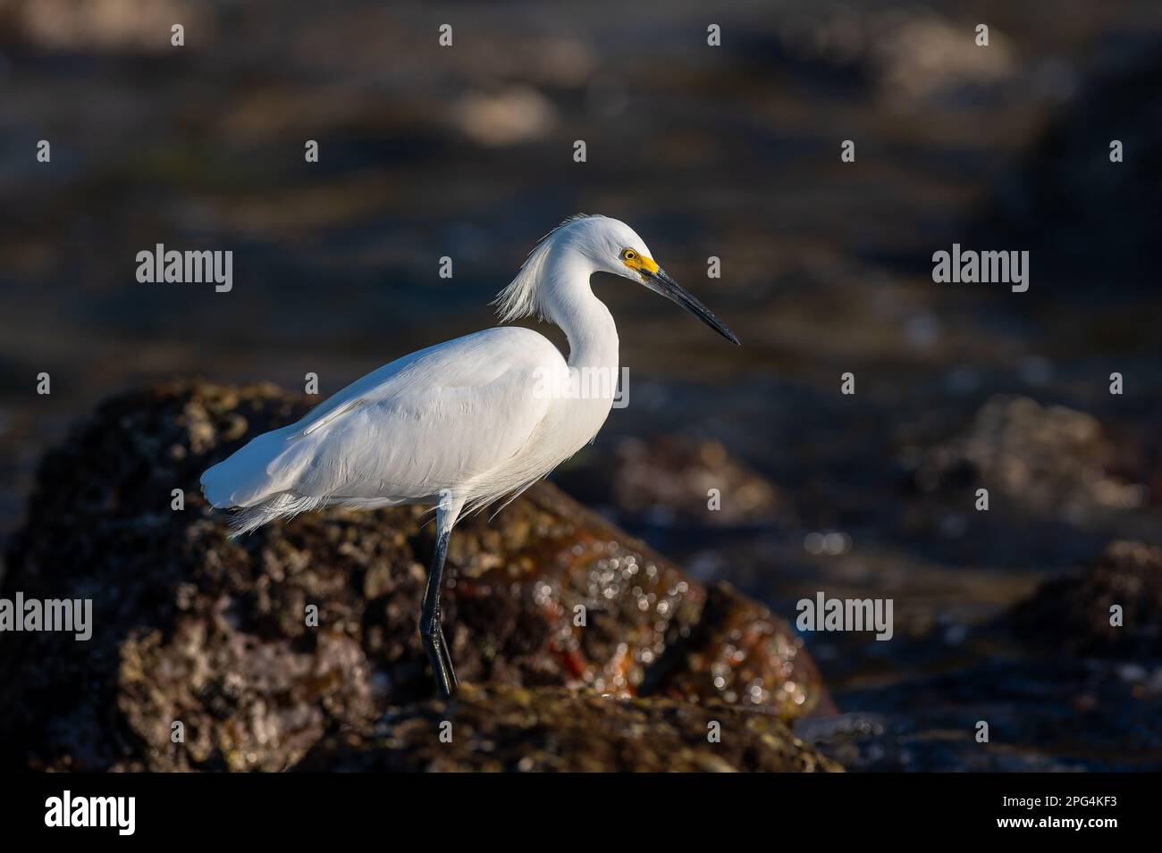Un grand profil d'Egret blanc debout sur le bord de mer Banque D'Images
