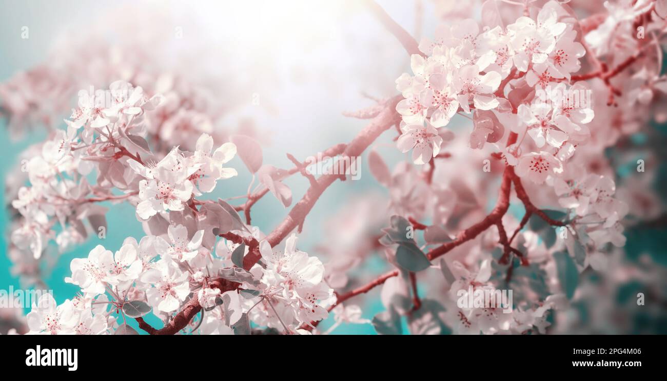 Les pommiers blancs et roses fleurissent sur une branche en plein soleil avec un ciel sarcelle, un paysage de printemps stylisé Banque D'Images