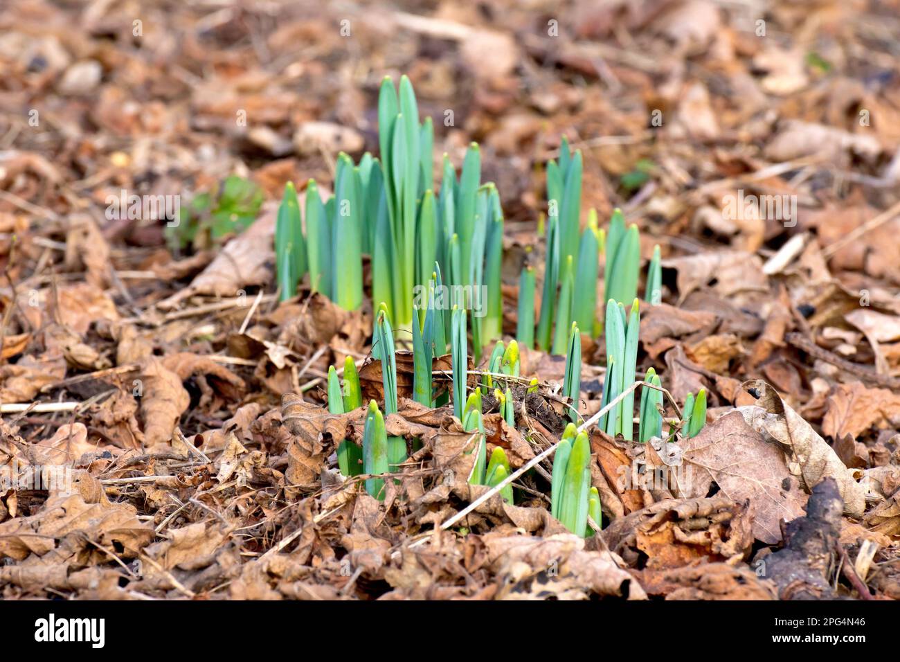 Daffodil (narcisse), gros plan montrant un groupe de nouvelles pousses émergeant de la litière de feuilles en décomposition d'un plancher de bois au printemps. Banque D'Images
