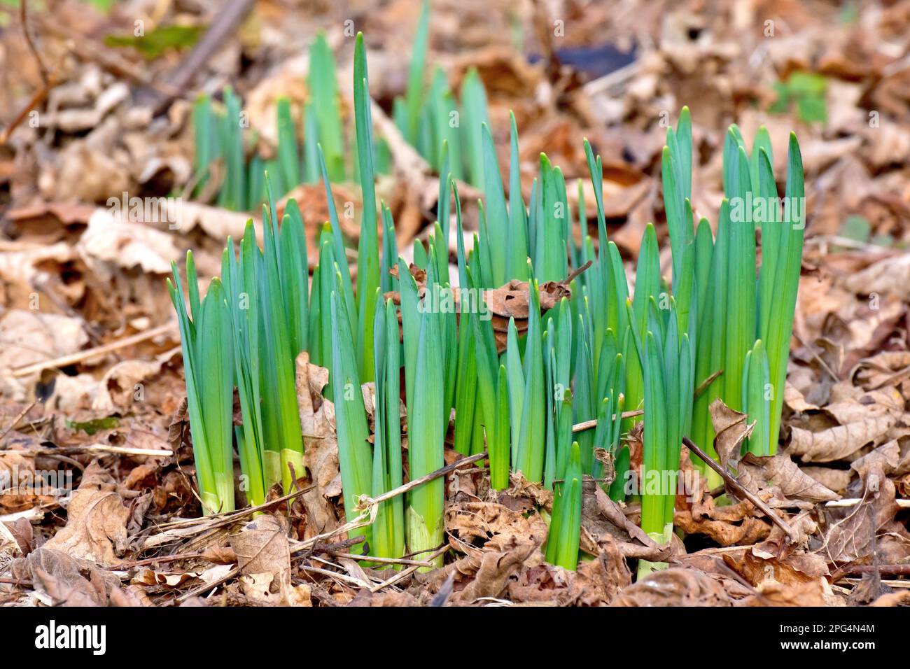 Daffodil (narcissus), gros plan montrant un grand groupe de nouvelles pousses émergeant de la litière de feuilles en décomposition d'un plancher de bois au printemps. Banque D'Images