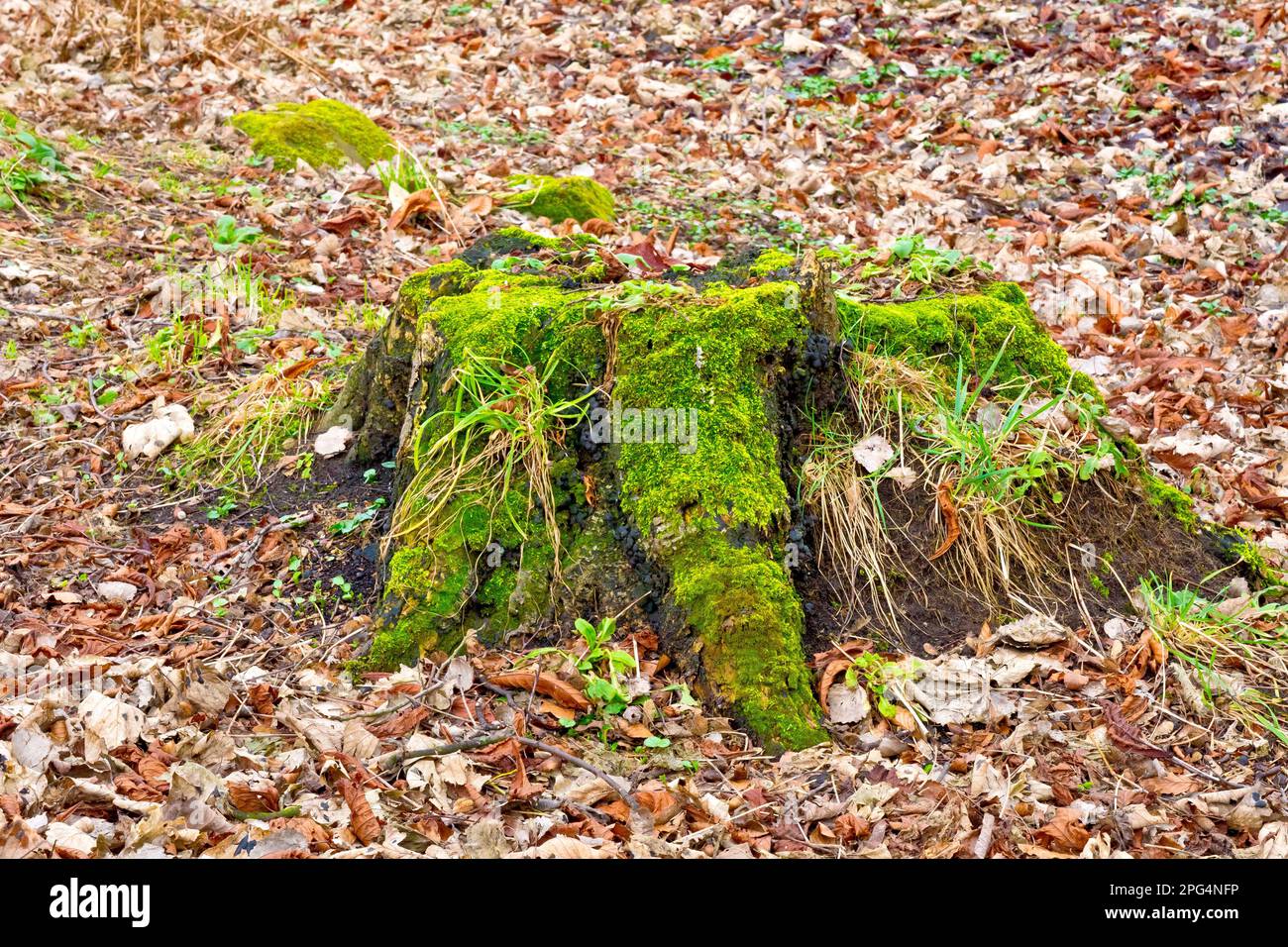 Gros plan d'une souche d'arbre recouverte de mousse entourée de litière de feuilles en décomposition. Banque D'Images