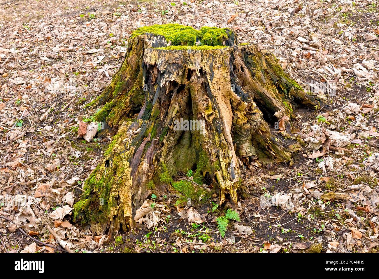 Gros plan d'une souche d'arbre recouverte de mousse ancienne, le bois se pourrissant lentement, entouré de litière de feuilles en décomposition. Banque D'Images