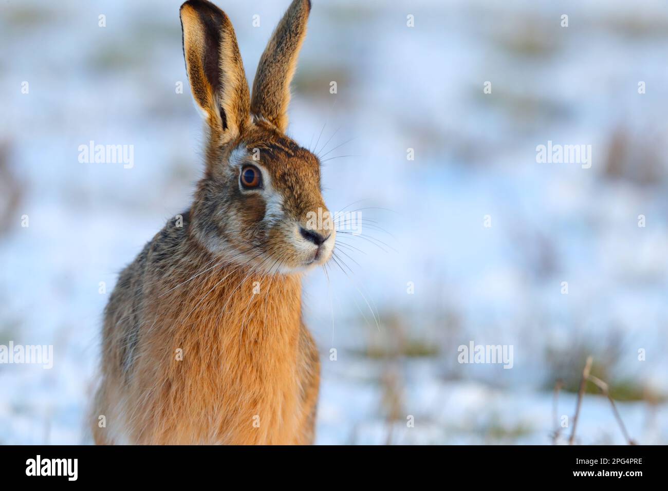 Un lièvre brun adulte (Lepus europaeus) dans la neige sur les terres agricoles de l'est de l'Angleterre, au Royaume-Uni Banque D'Images