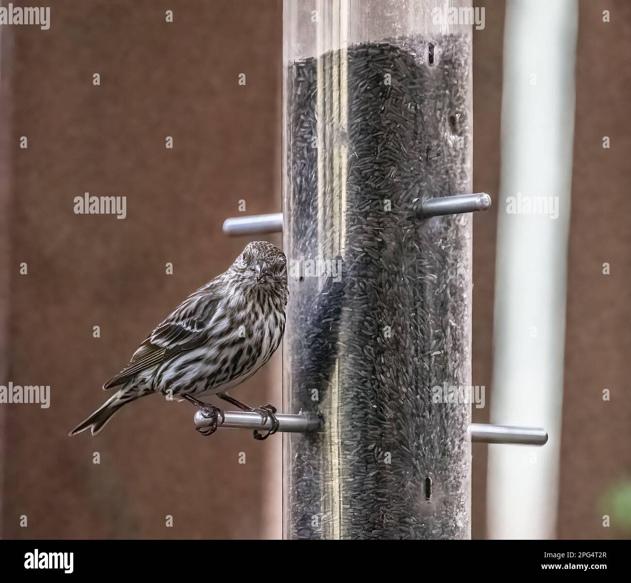 Femelle de finch pourpre perchée sur une mangeoire à chardon de cour lors d'une soirée de printemps à Taylors Falls, Minnesota, États-Unis. Banque D'Images