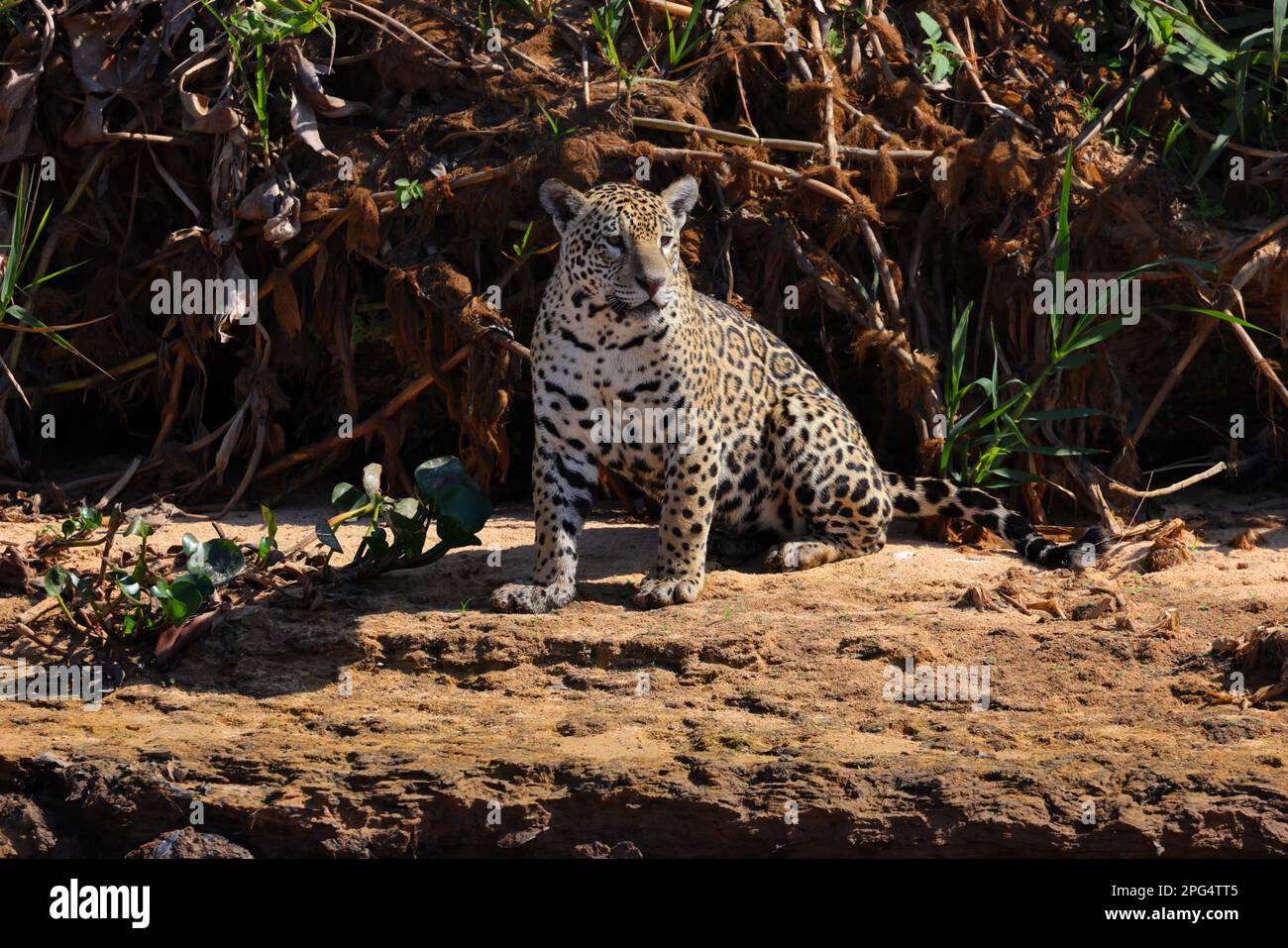 Une Jaguar adulte (Panthera oca) se détendant au bord de la rivière Cuiaba dans le Pantanal, Mato Grosso, Brésil Banque D'Images