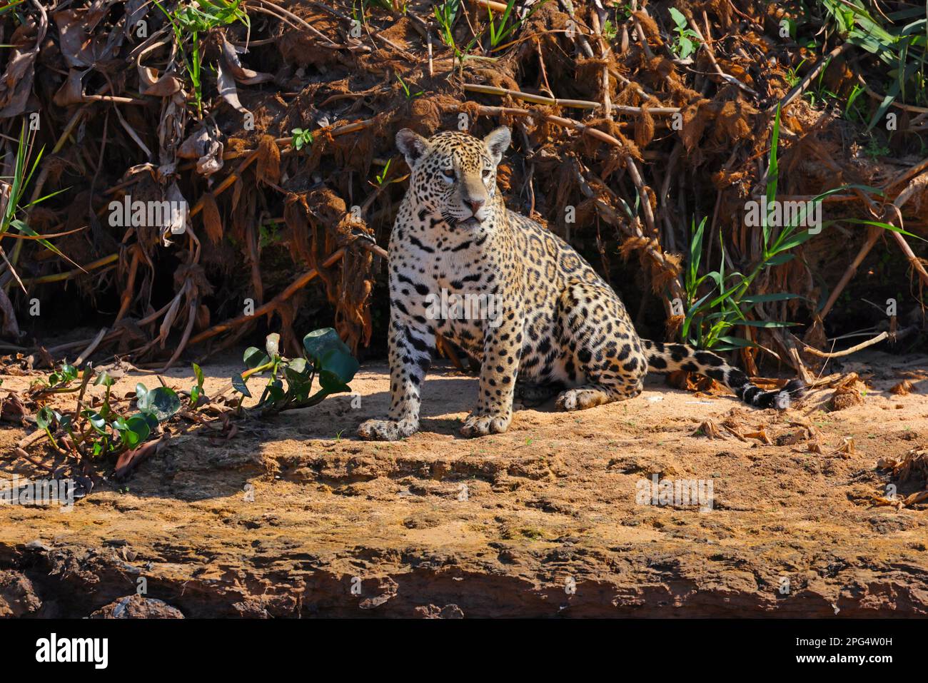 Une Jaguar adulte (Panthera oca) se détendant au bord de la rivière Cuiaba dans le Pantanal, Mato Grosso, Brésil Banque D'Images