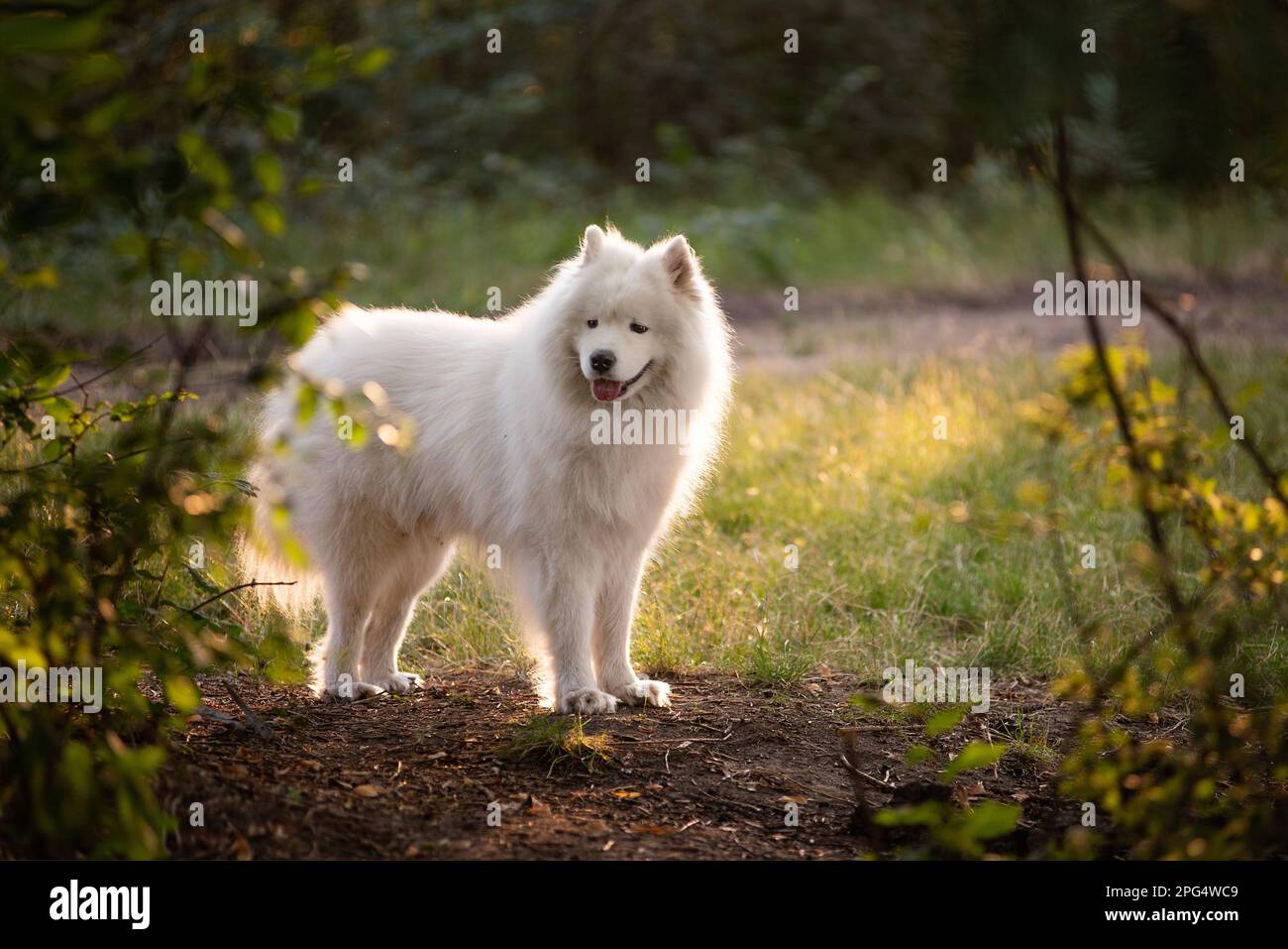 Blanc, drôle, moelleux, Samoyed dans la nature en forêt verte. Voyager avec des animaux de compagnie. Marcher, prendre soin des grands chiens. Le chien traverse les buissons du pays Banque D'Images