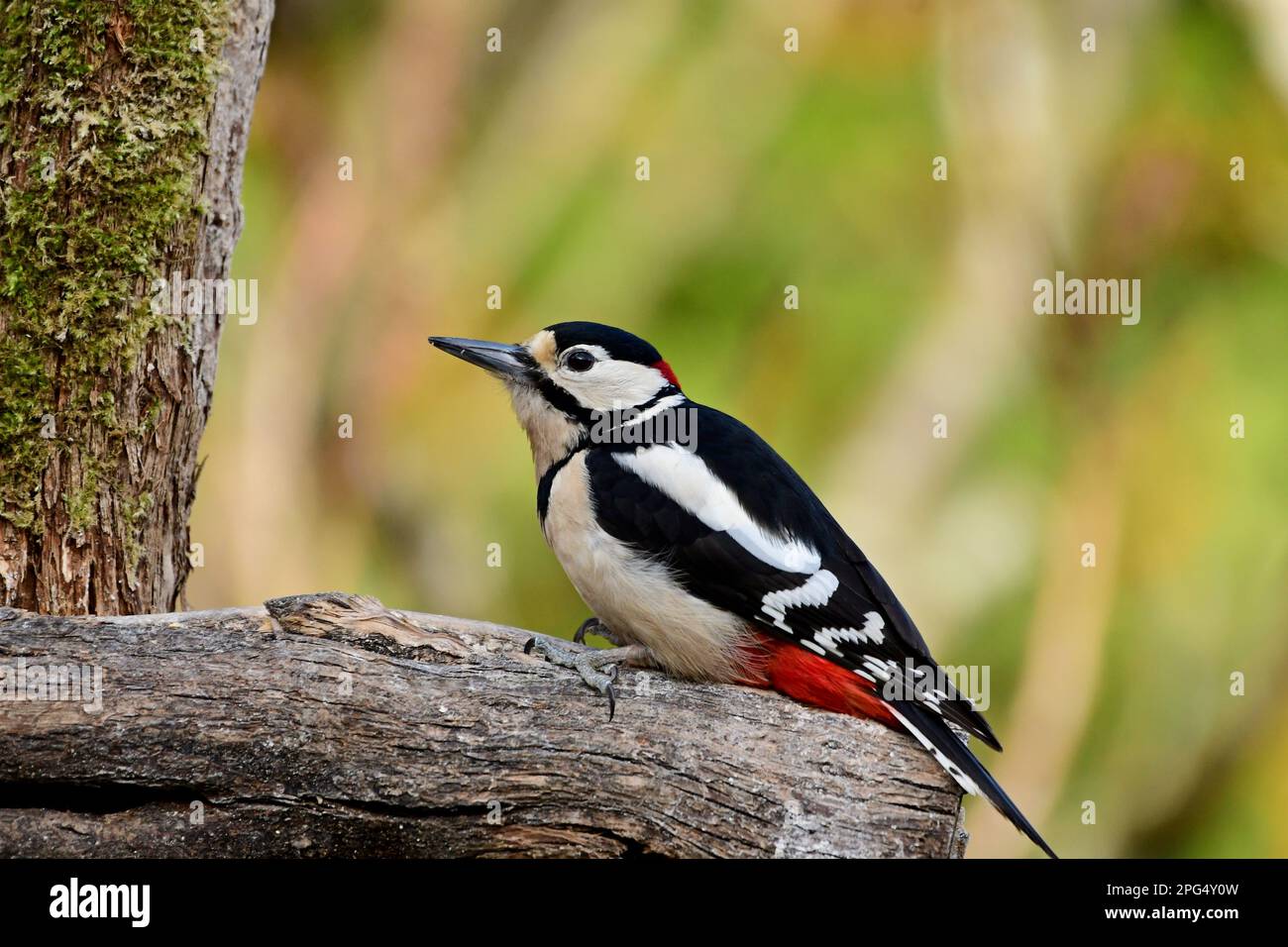 Great spotted woodpecker Banque D'Images